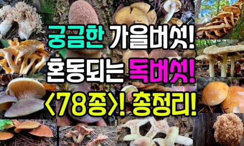 霉菌性阴炎用药就好停药就犯-霉菌龟头炎用药就好停药就犯网 - 为你提供霉菌停药就开始痒了怎么回事、霉菌性阴炎一停药就复发怎么办